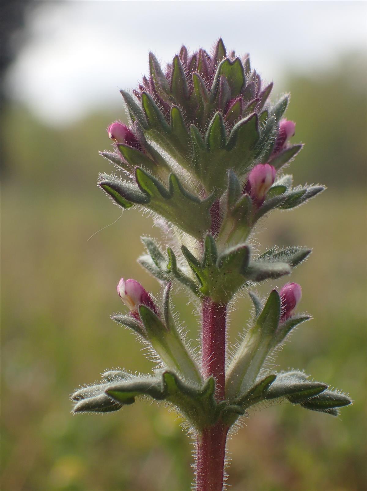 Parentucellia latifolia (door Stef van Walsum)