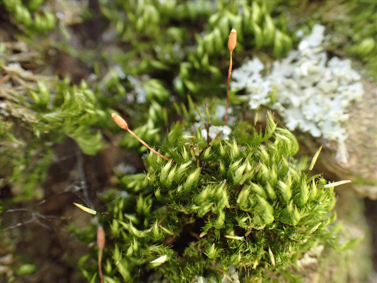 Pylaisia polyantha (door Lukas Verboom)