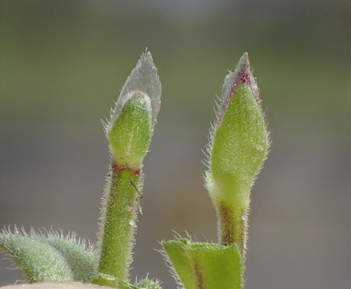 Cerastium glutinosum (door Stef van Walsum)