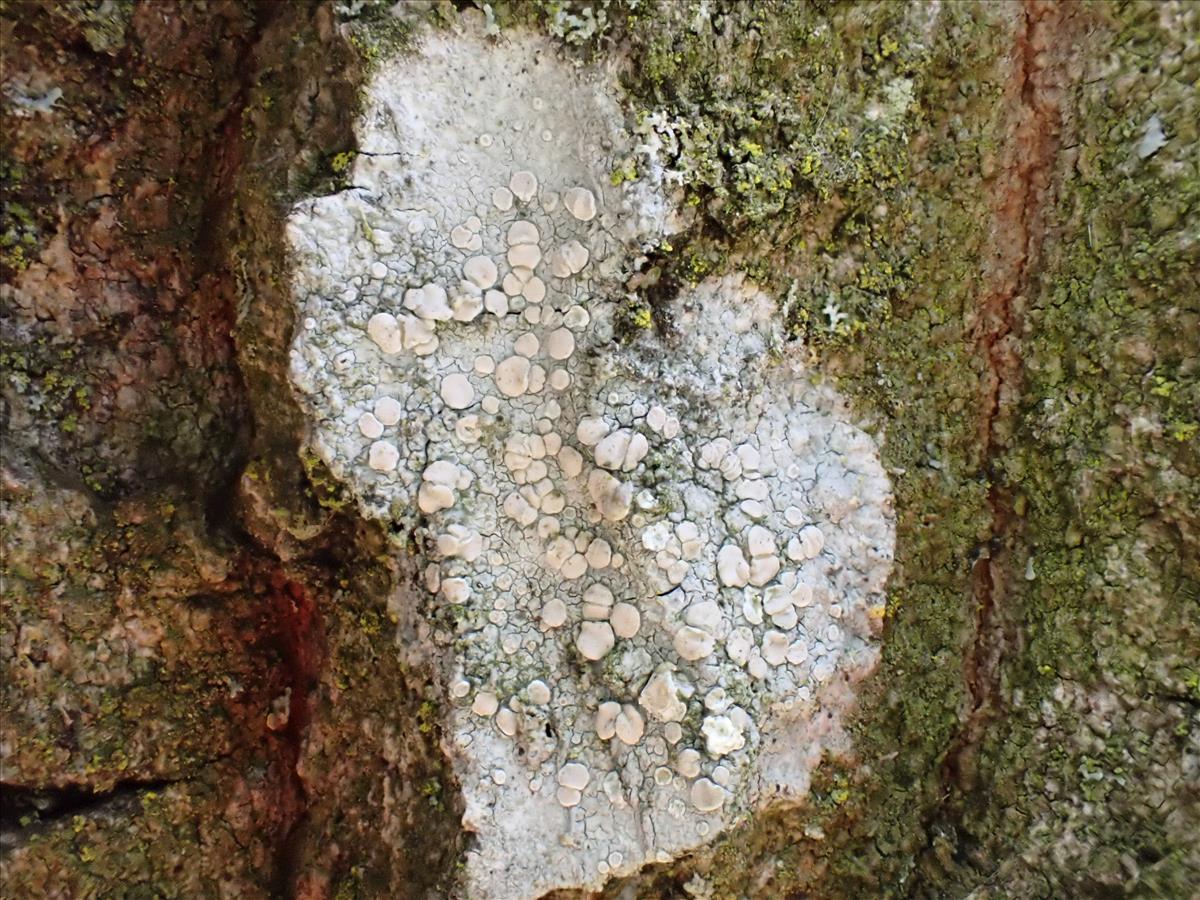 Lecanora albella (door Lukas Verboom)