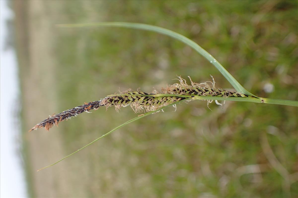 Carex x elytroides (door Stef van Walsum)