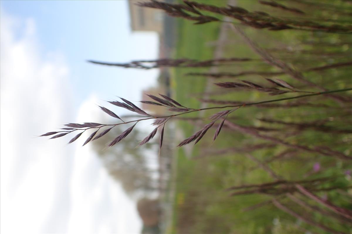 Festuca brevipila (door Stef van Walsum)