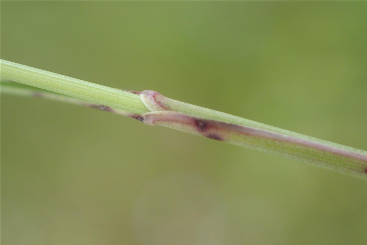 Festuca brevipila (door Stef van Walsum)