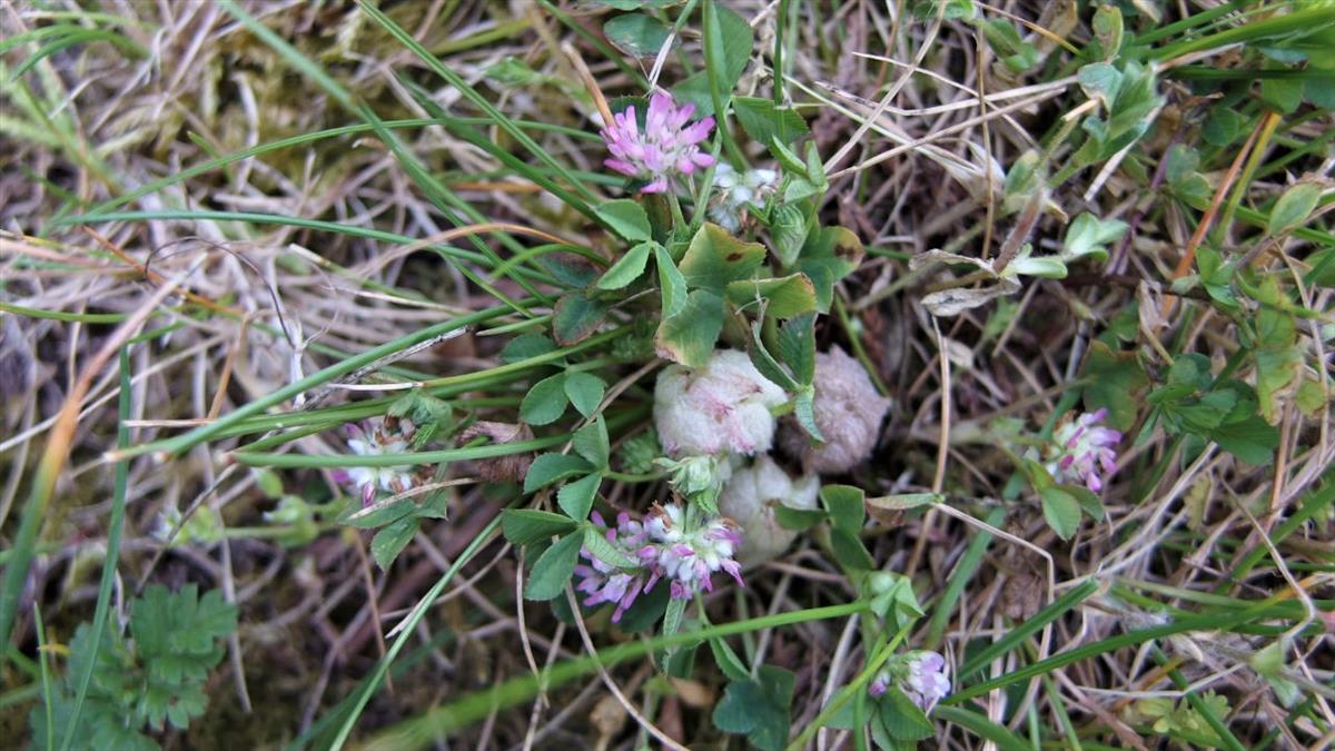 Trifolium tomentosum (door Sipke Gonggrijp)