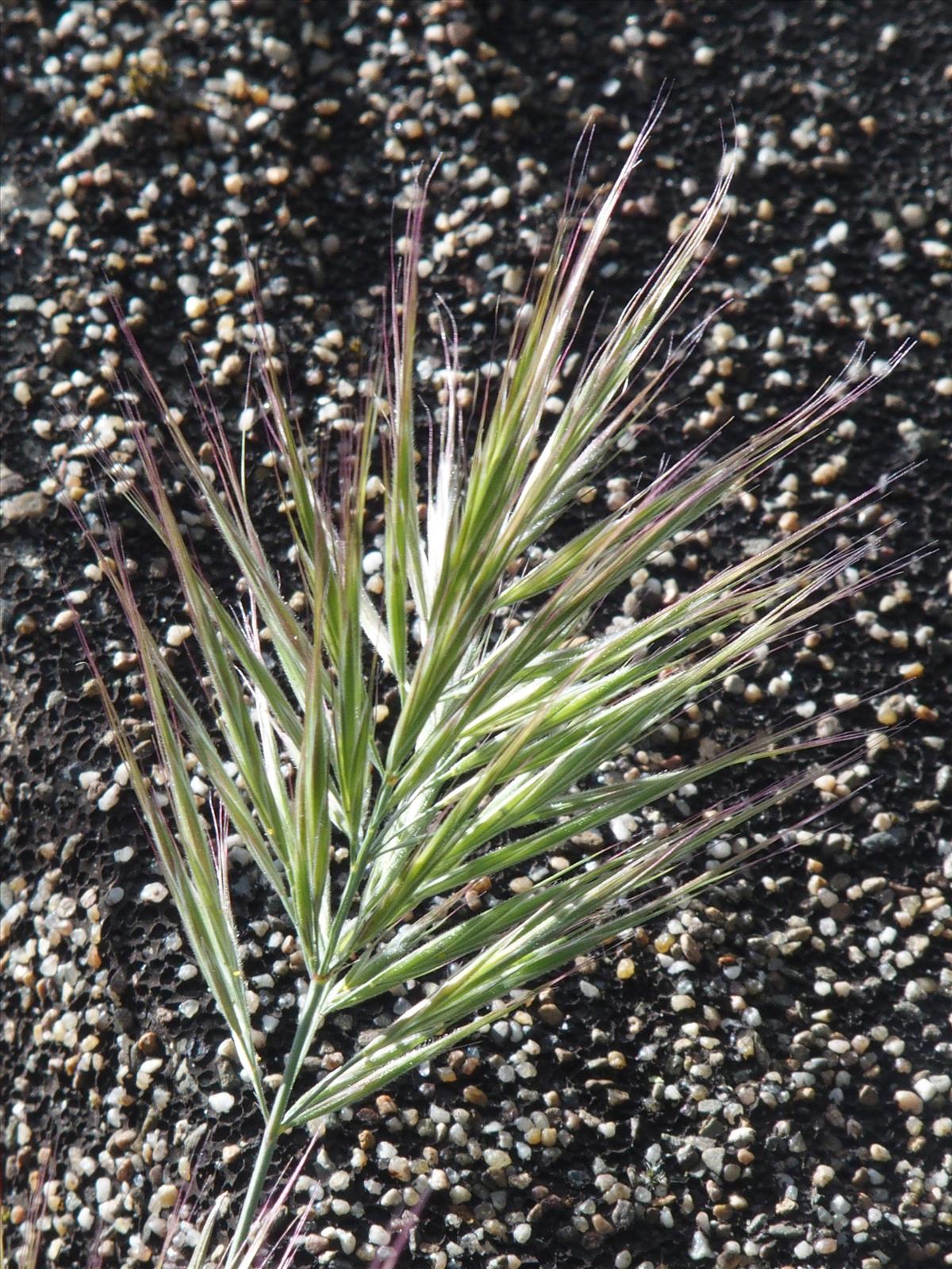 Anisantha madritensis (door Willemien Troelstra)