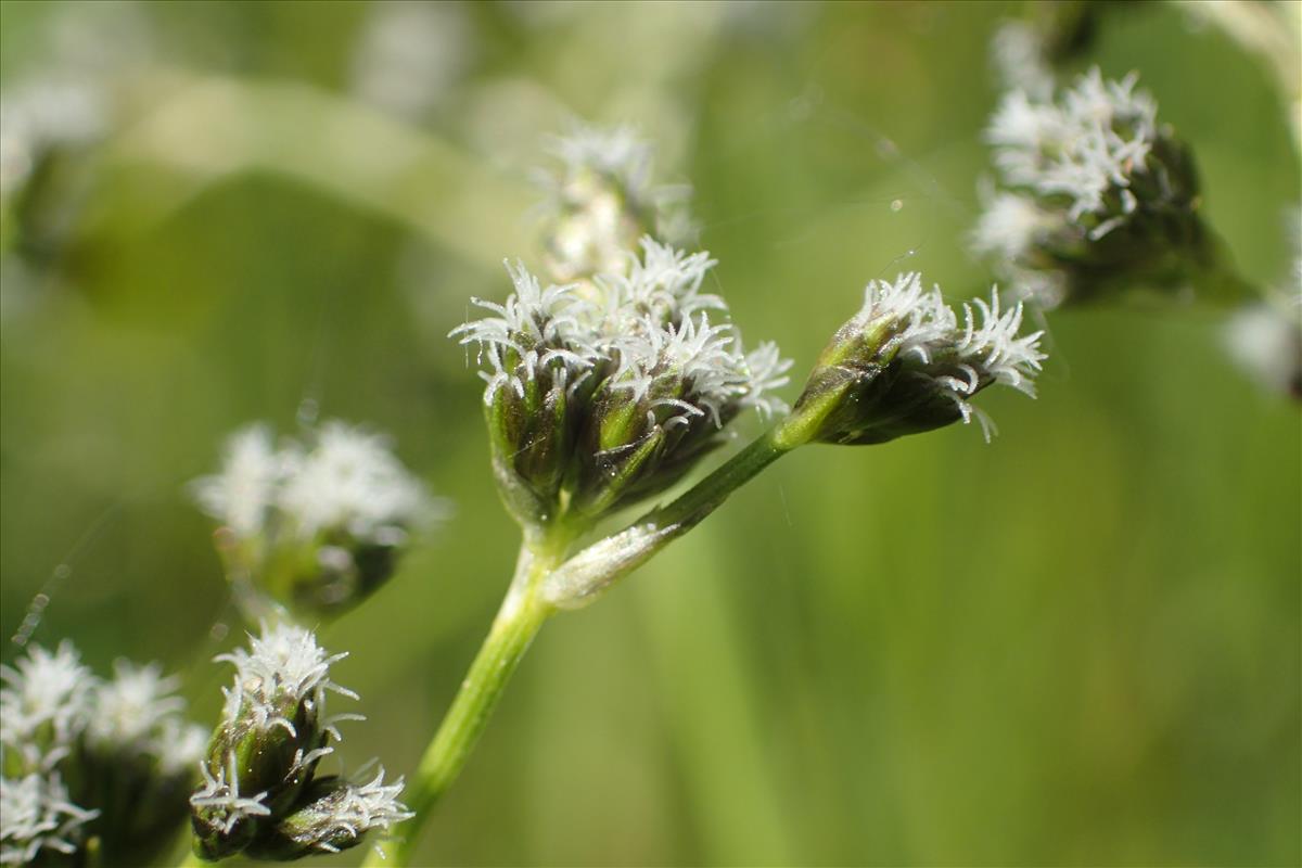 Scirpus sylvaticus (door Stef van Walsum)