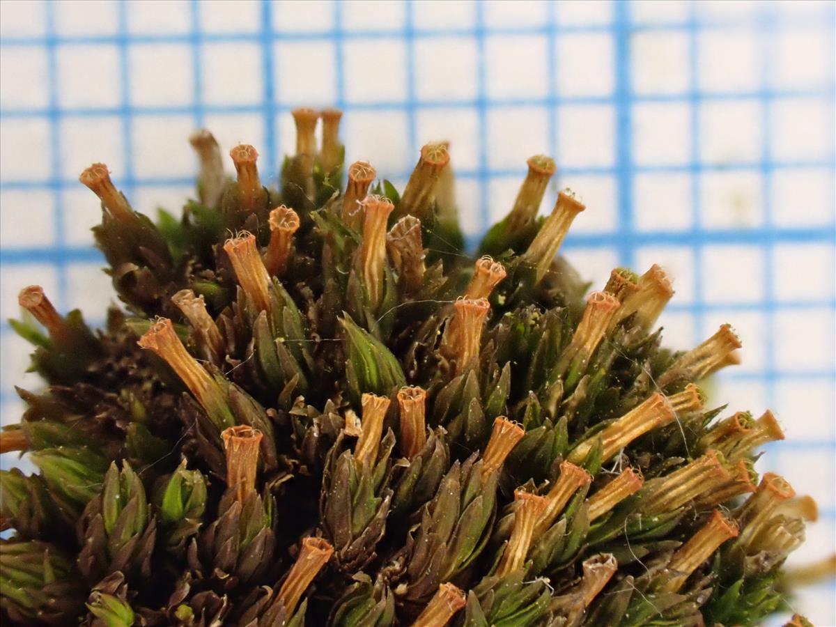 Orthotrichum pumilum var. pumilum (door Lukas Verboom)