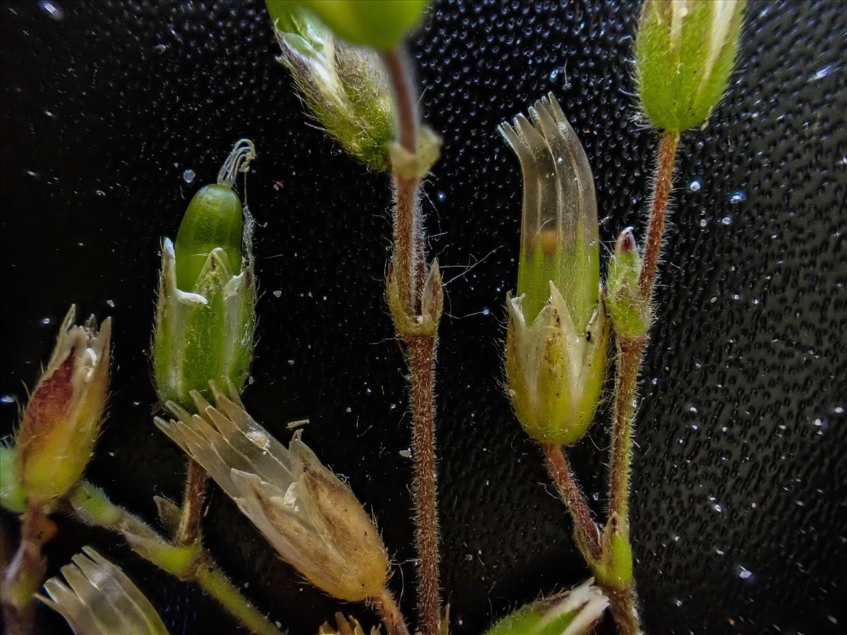 Cerastium fontanum subsp. vulgare (door Peter Hegi)