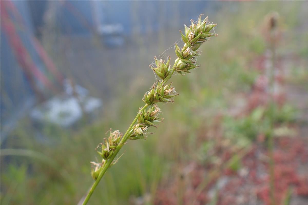 Carex divulsa (door Stef van Walsum)