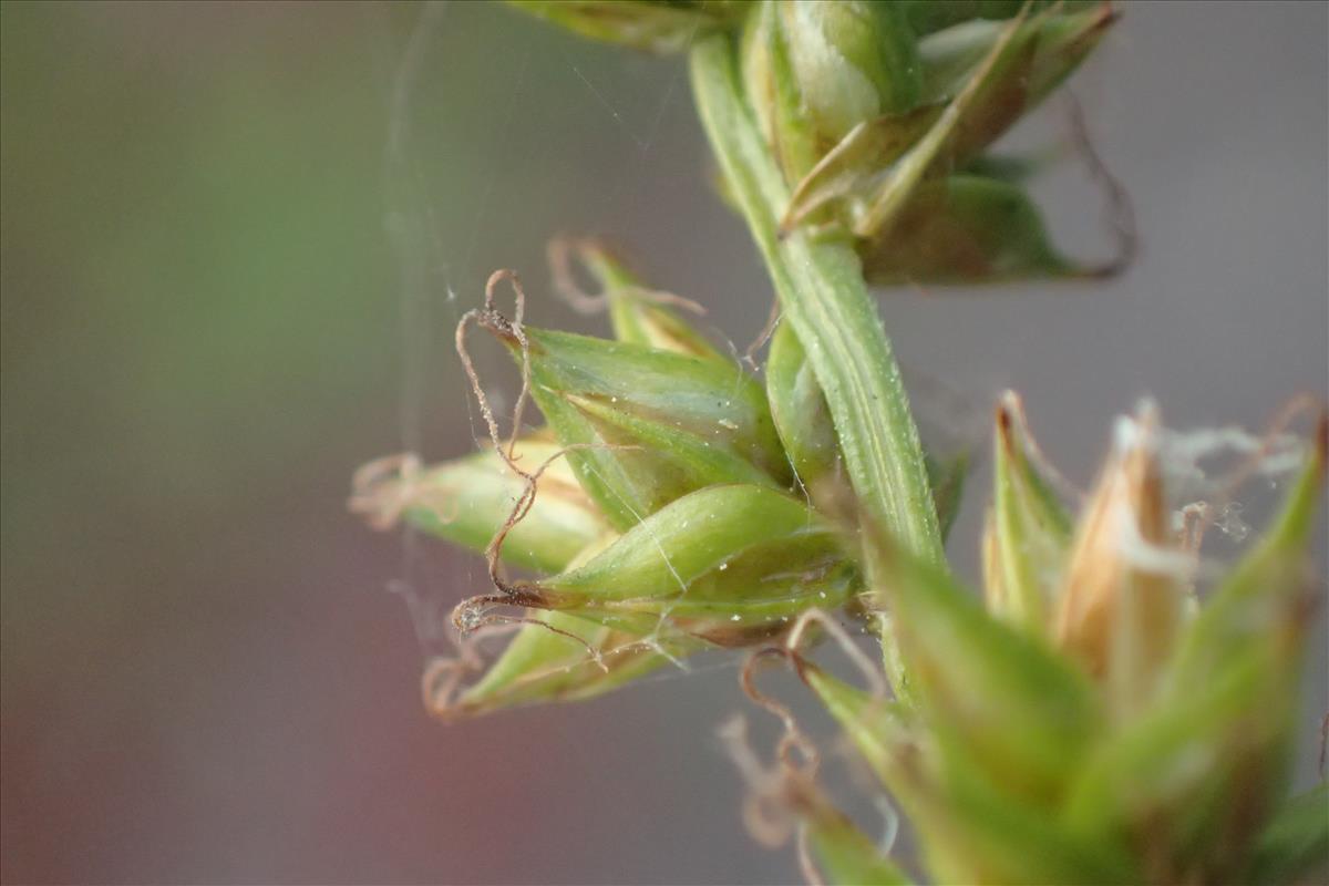 Carex divulsa (door Stef van Walsum)