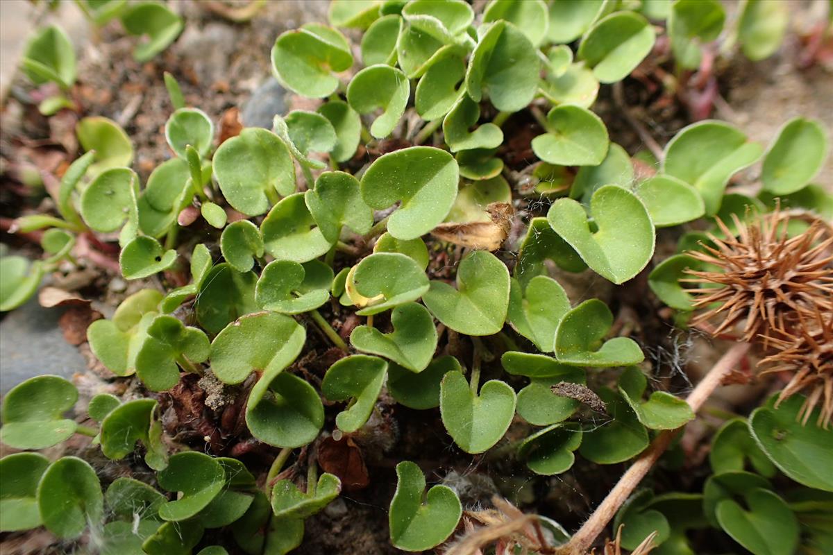 Dichondra micrantha (door Sipke Gonggrijp)