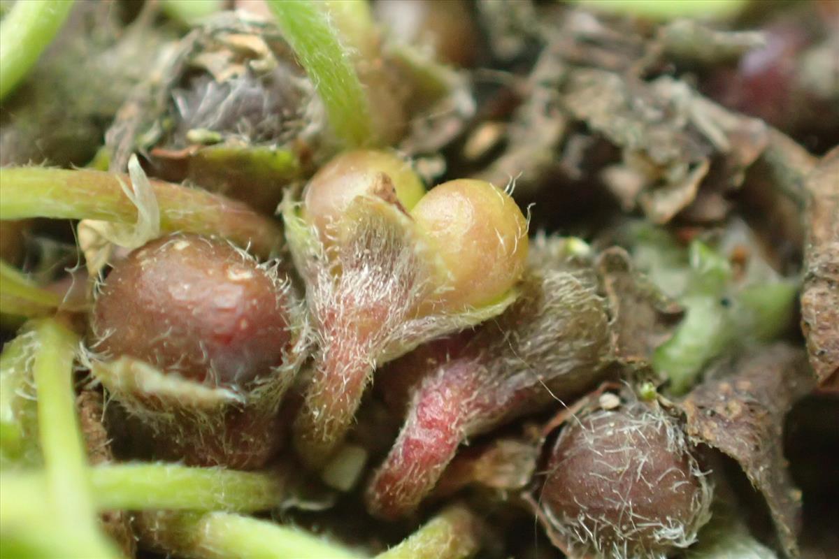 Dichondra micrantha (door Sipke Gonggrijp)