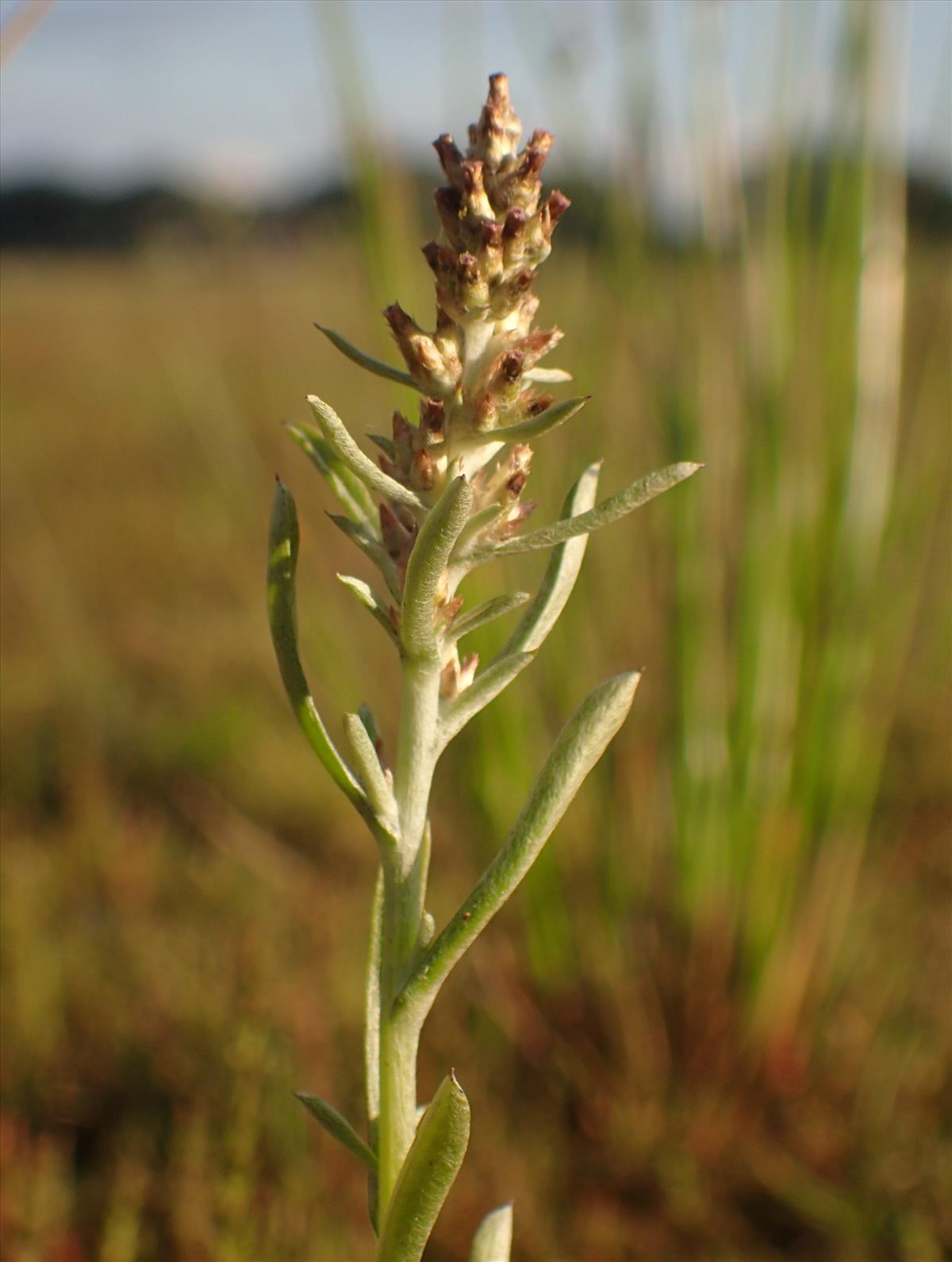 Gamochaeta subfalcata (door Stef van Walsum)