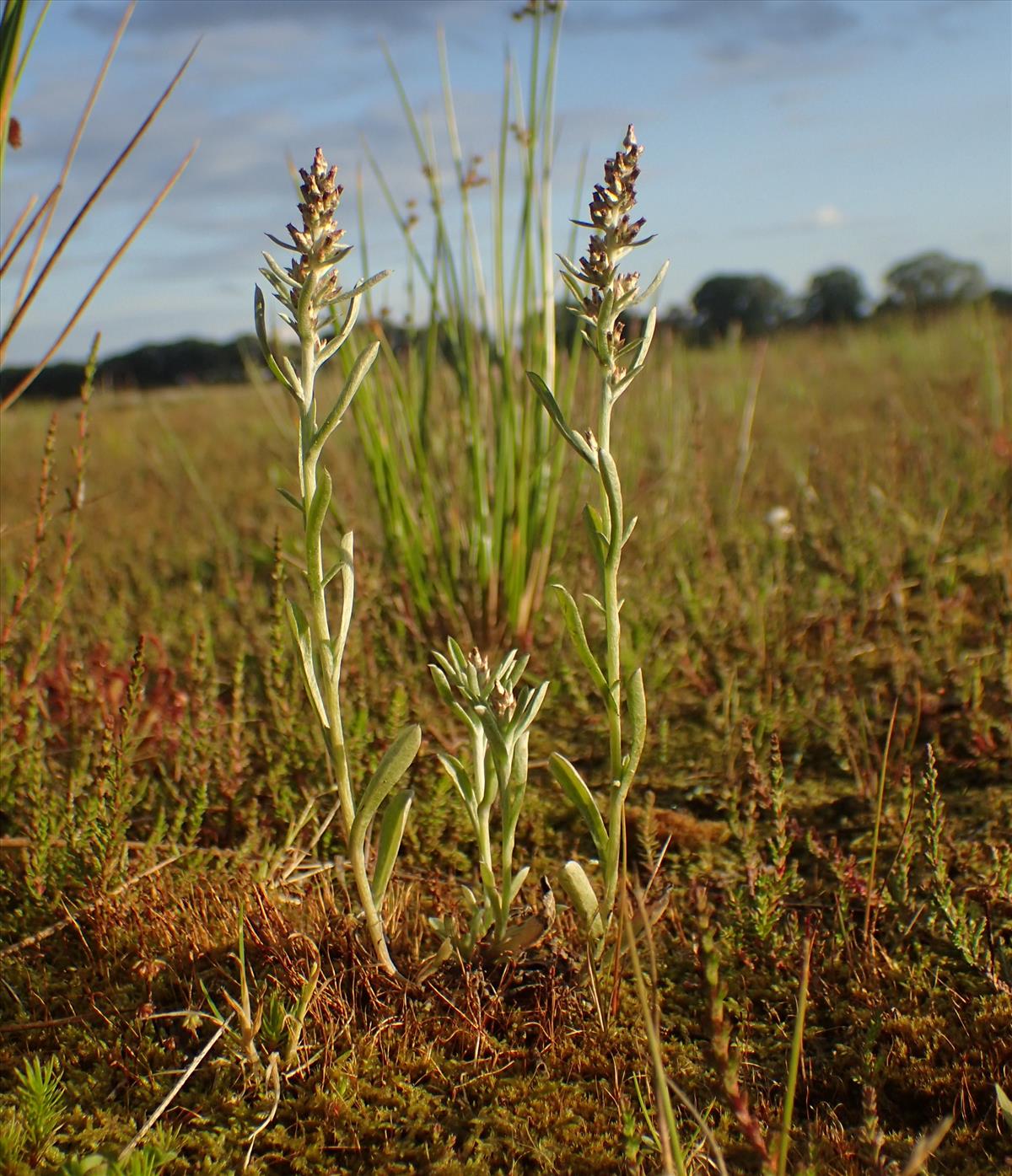 Gamochaeta subfalcata (door Stef van Walsum)