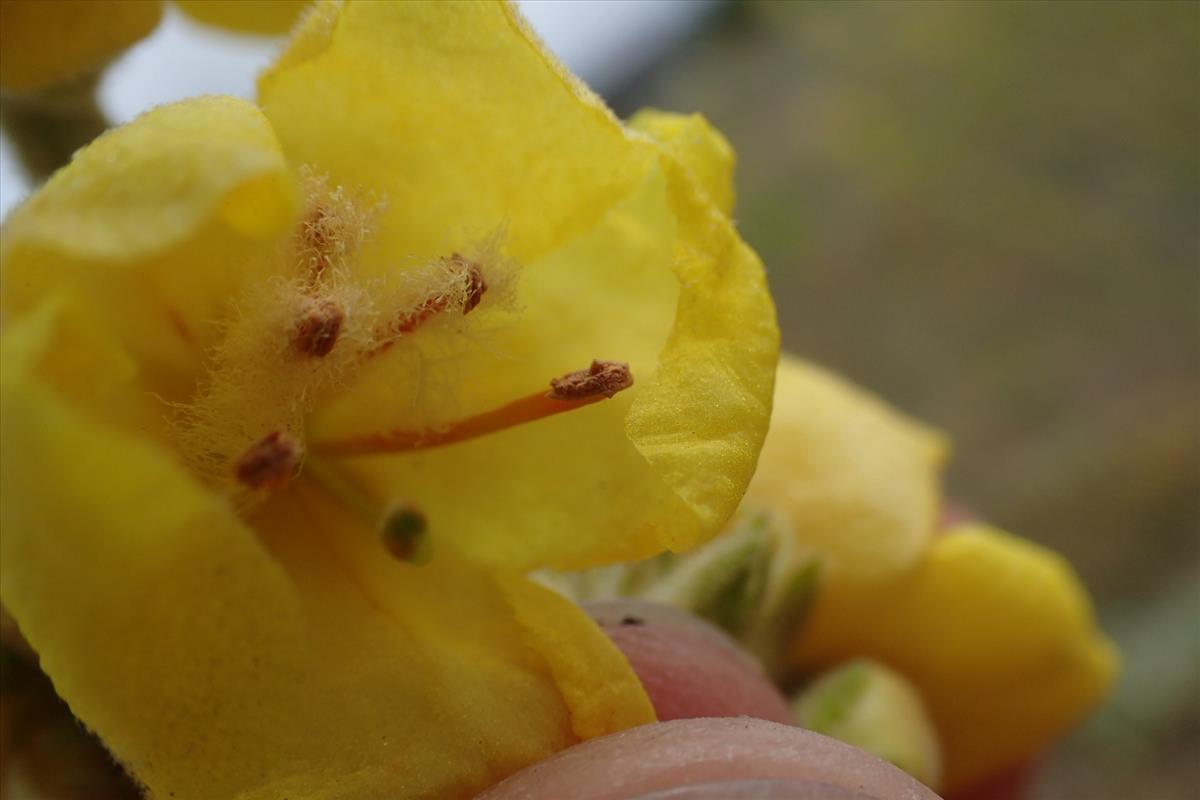 Verbascum x murbeckii (door Sipke Gonggrijp)