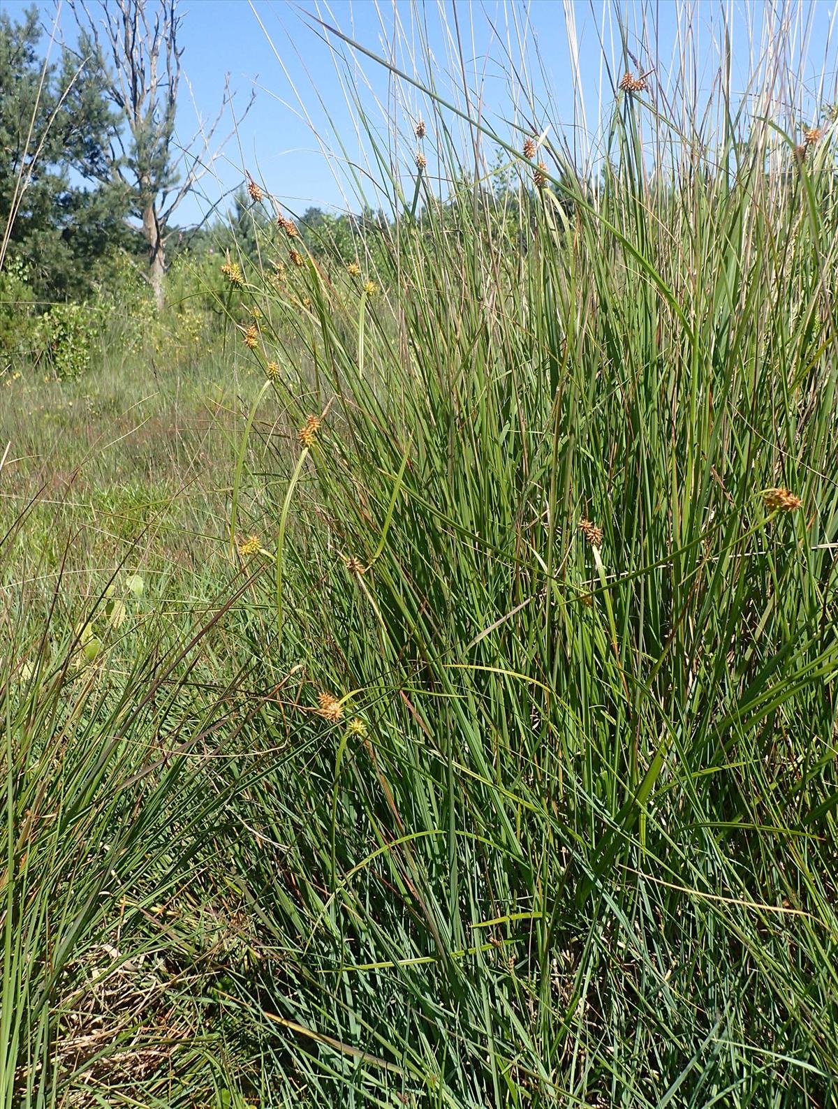 Carex x alsatica (door Stef van Walsum)