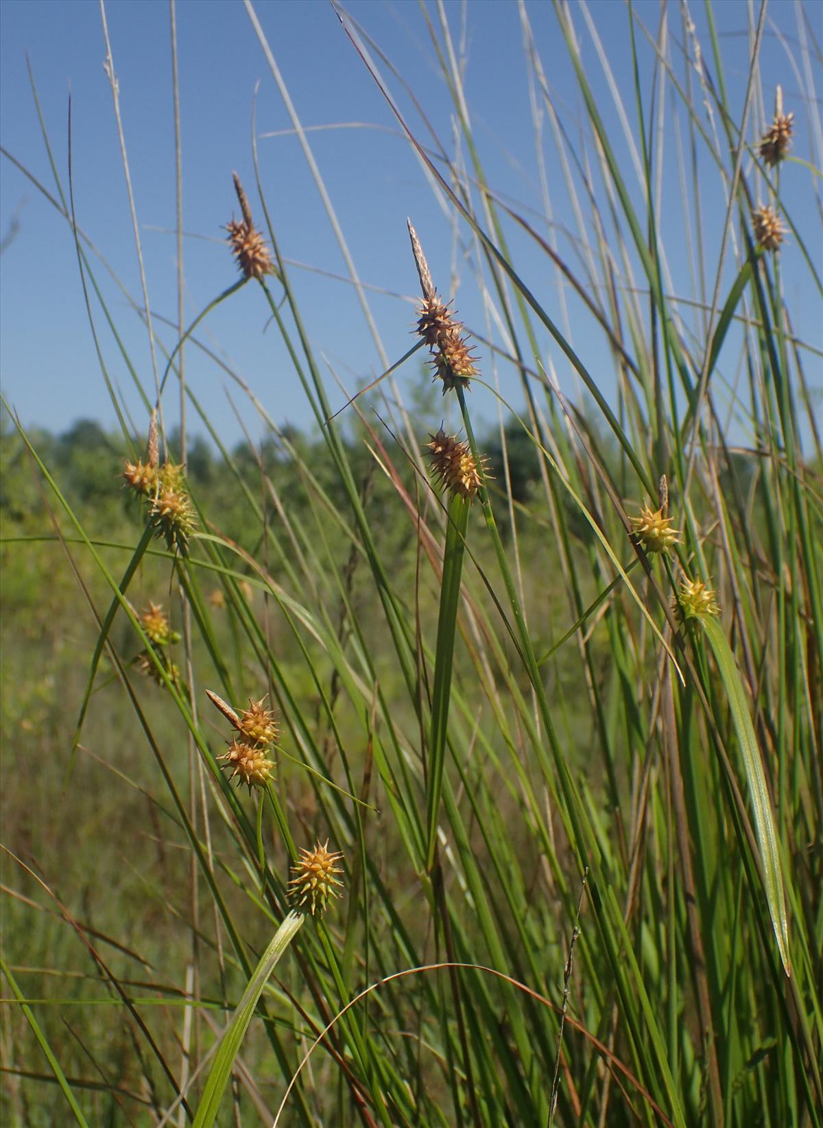 Carex x alsatica (door Stef van Walsum)