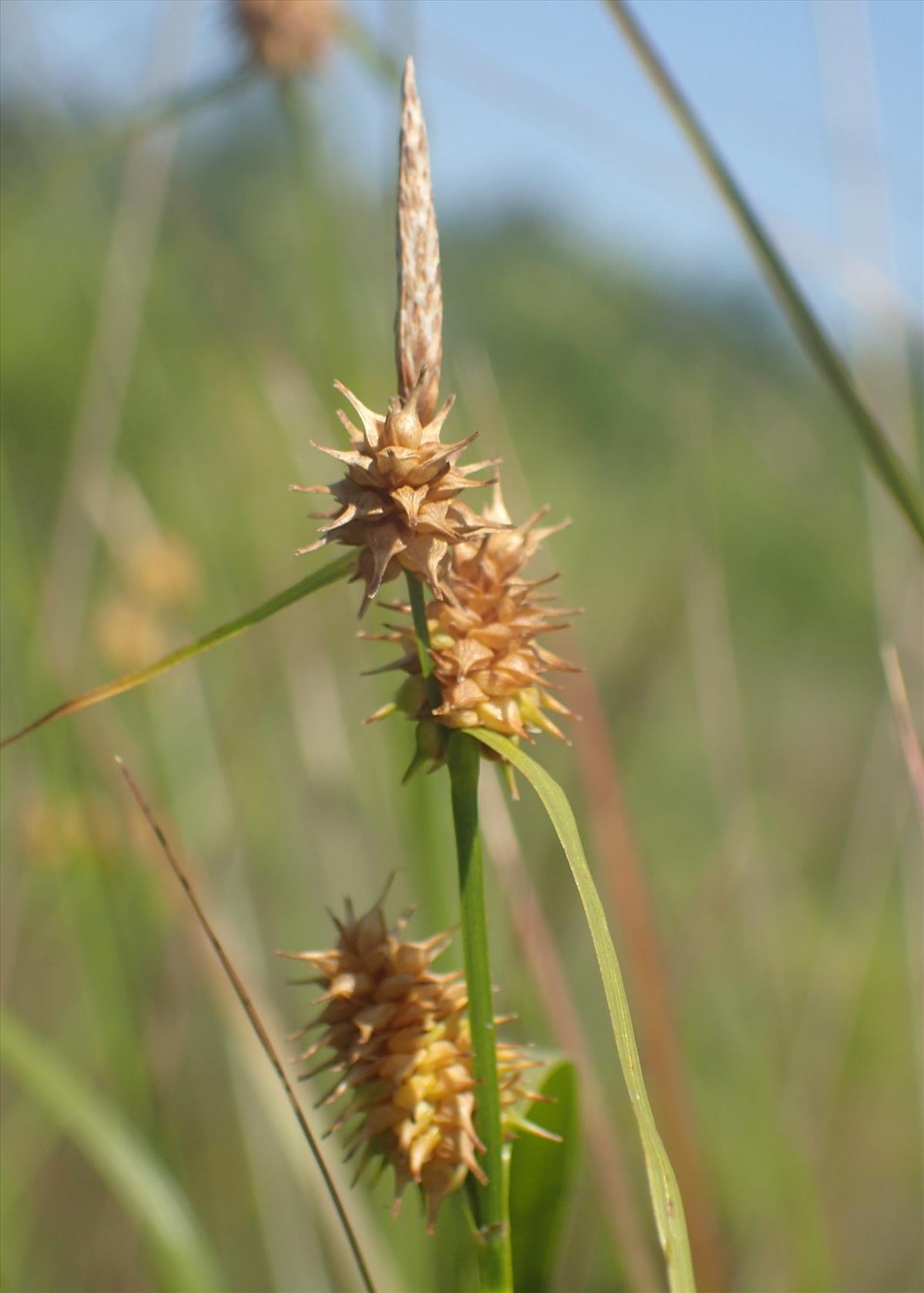 Carex x alsatica (door Stef van Walsum)