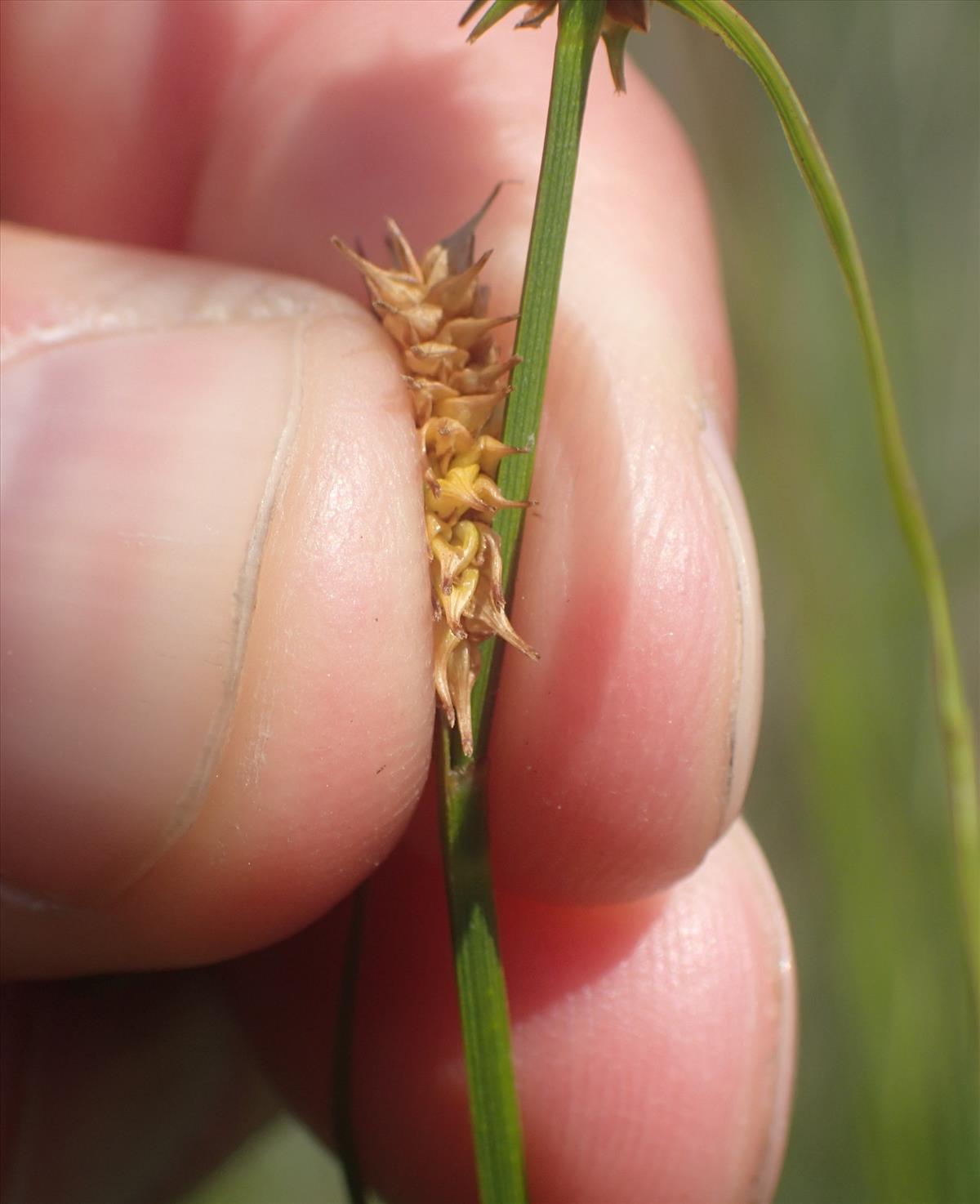 Carex x alsatica (door Stef van Walsum)