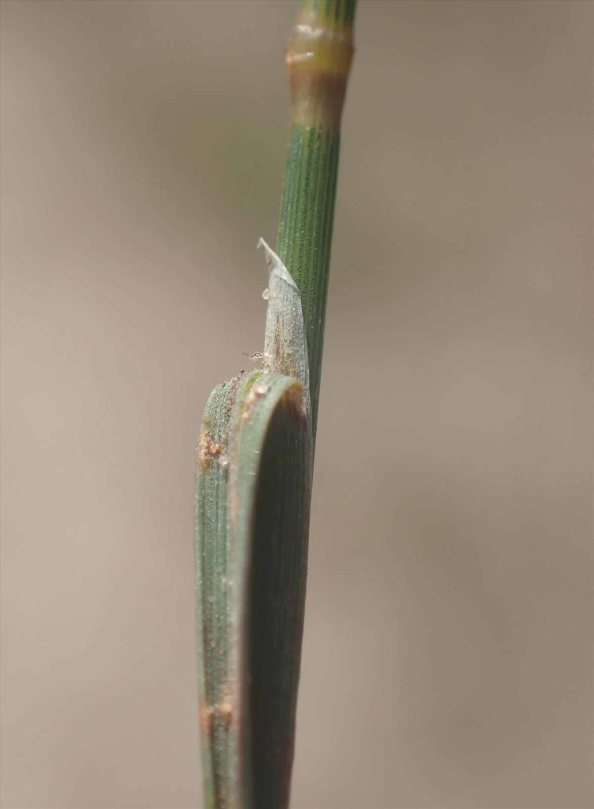 Agrostis vinealis (door Stef van Walsum)