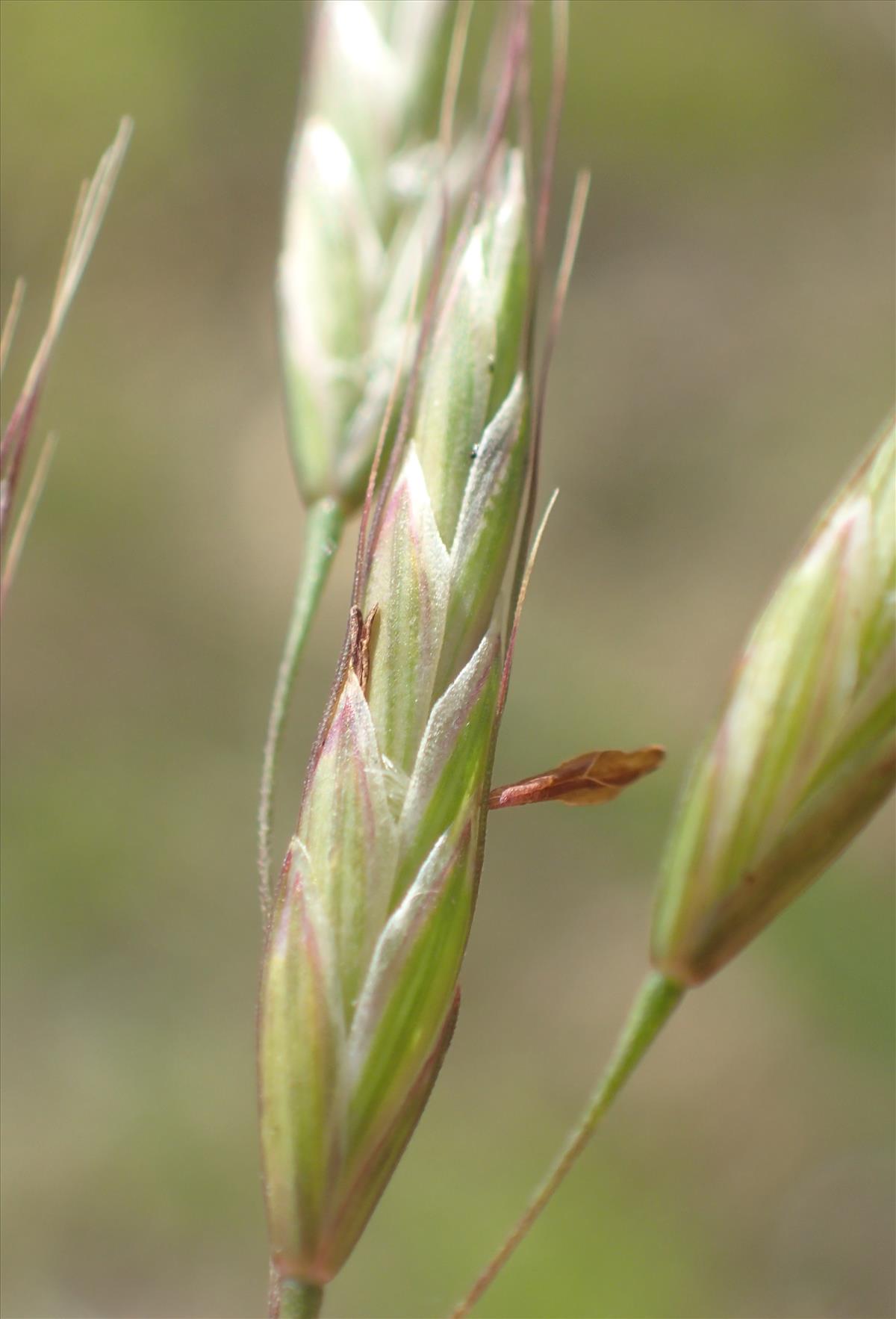 Bromus arvensis (door Stef van Walsum)