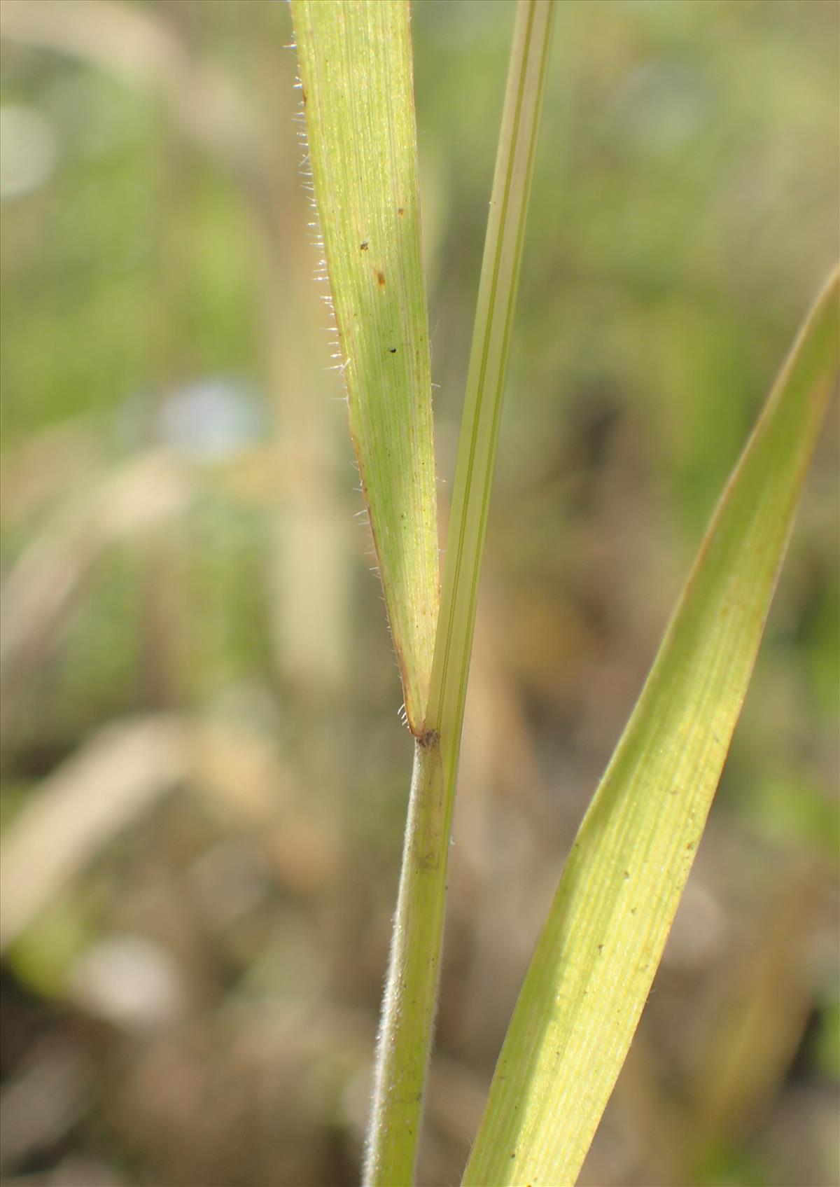 Bromus arvensis (door Stef van Walsum)