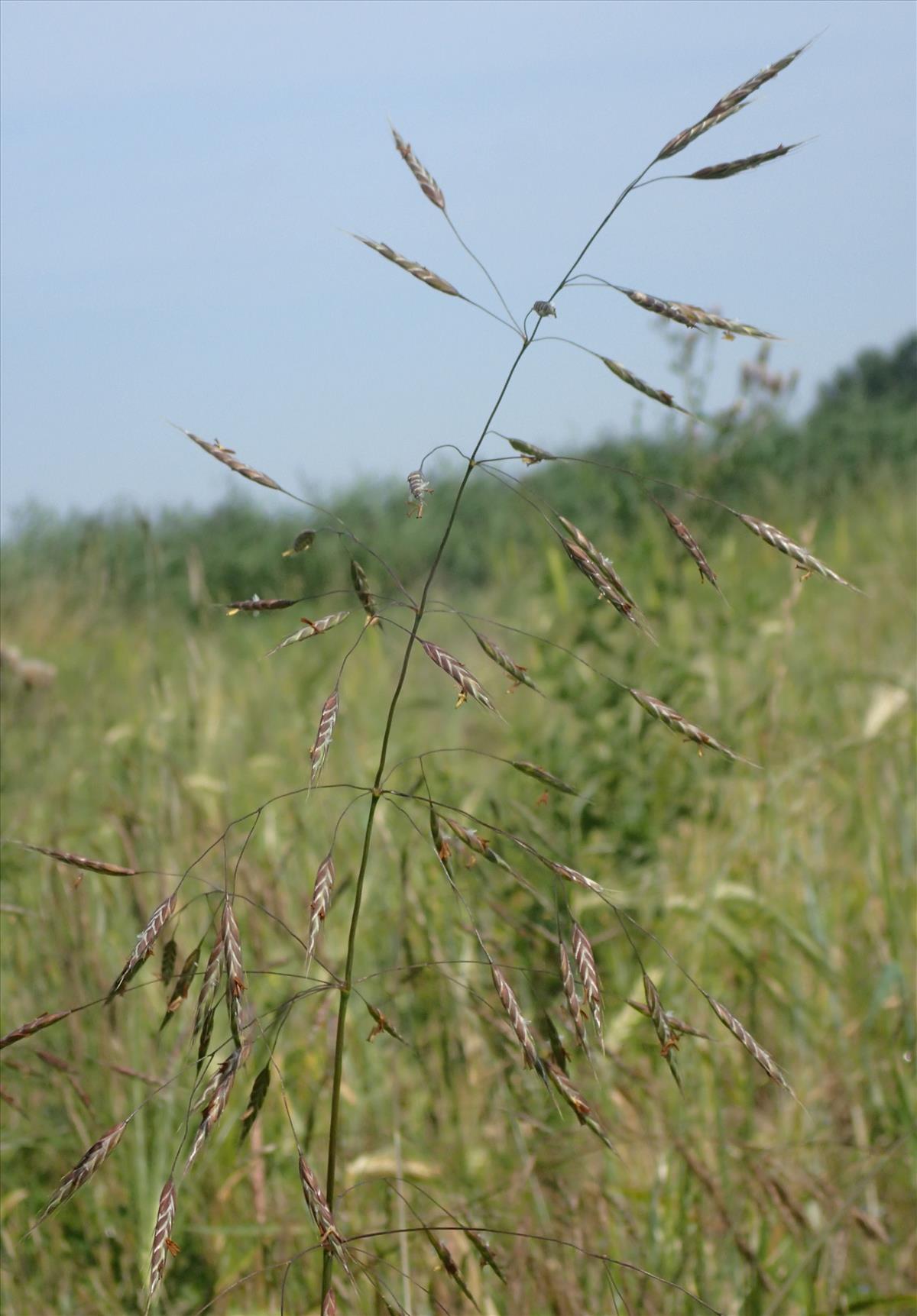 Bromus arvensis (door Stef van Walsum)