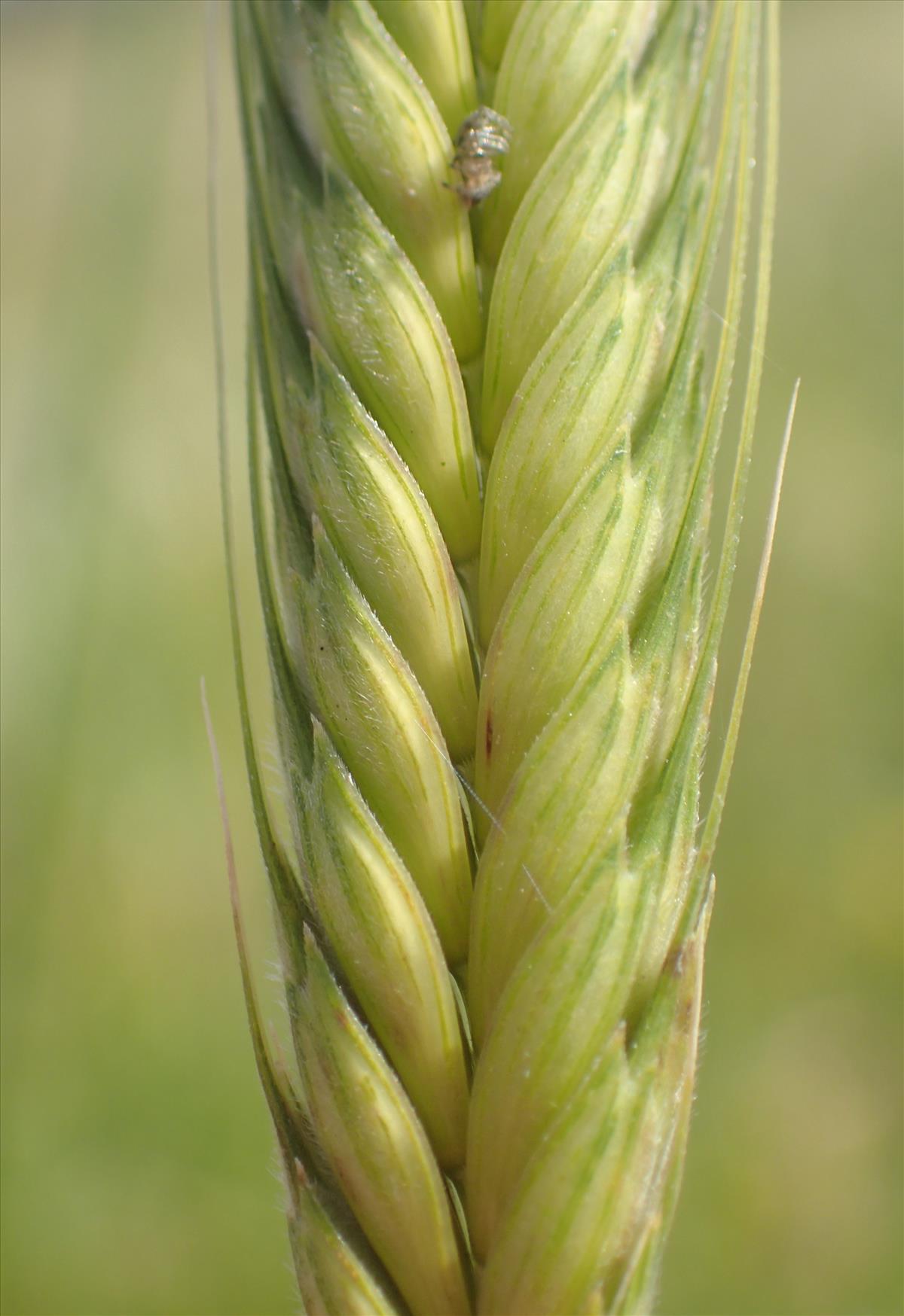 Triticum monococcum (door Stef van Walsum)