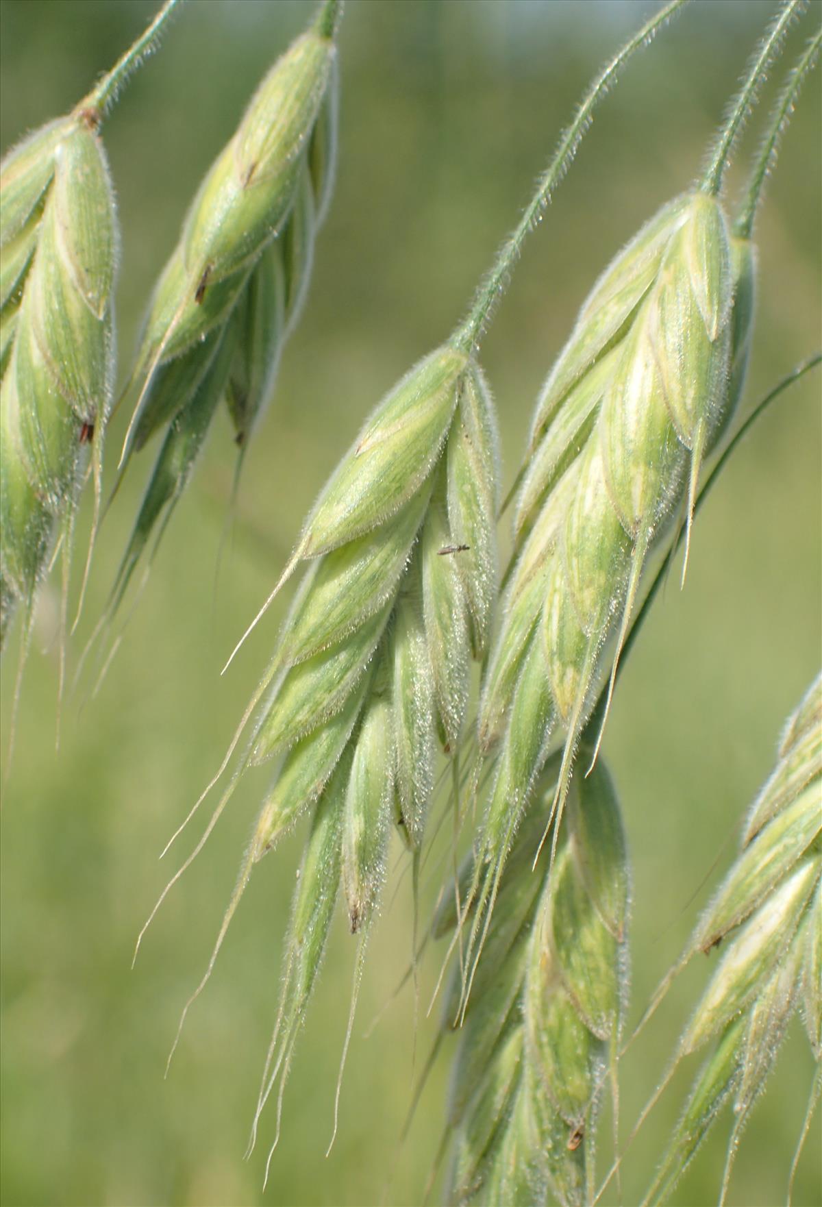 Bromus grossus (door Stef van Walsum)