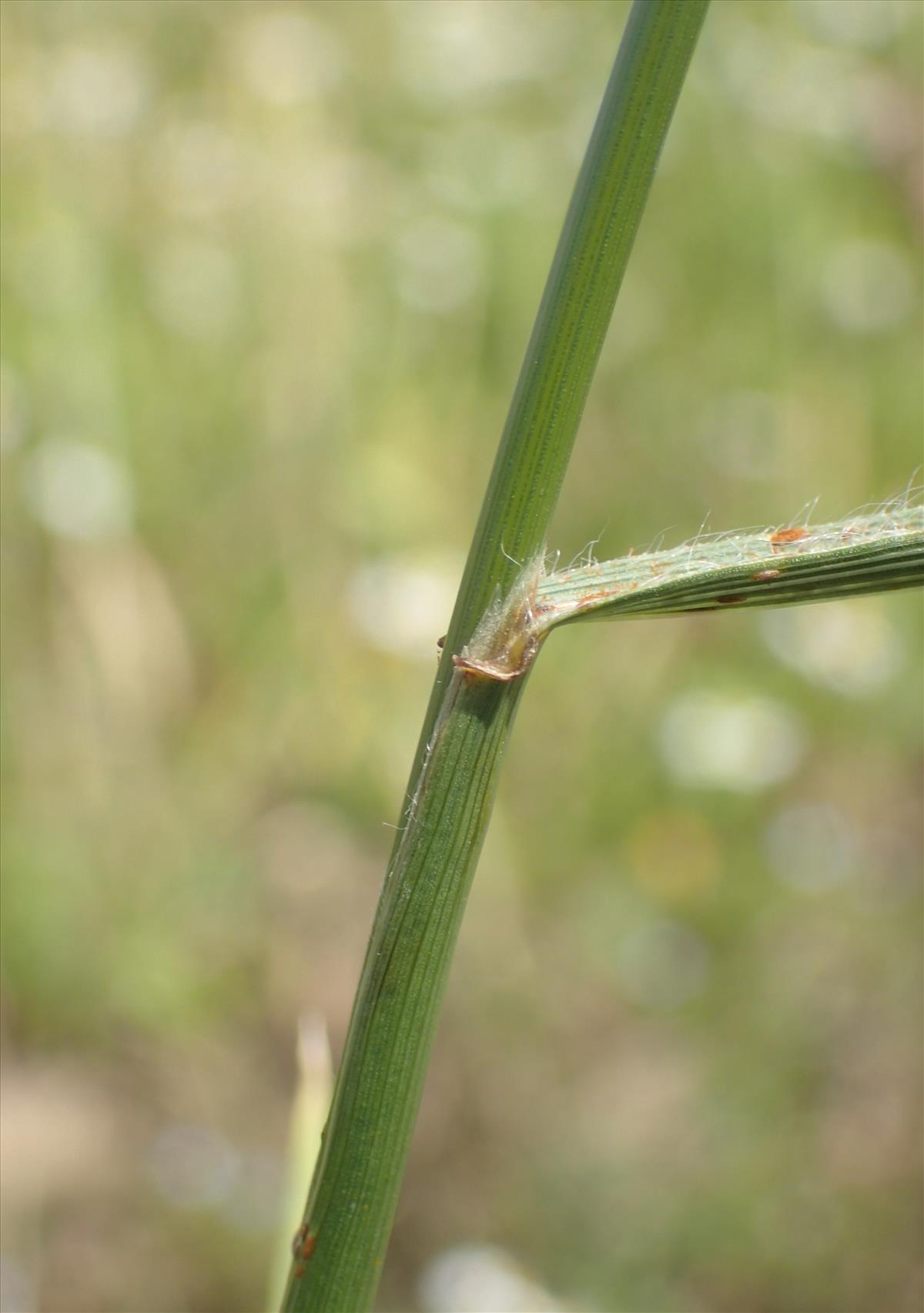 Bromus bromoideus (door Stef van Walsum)