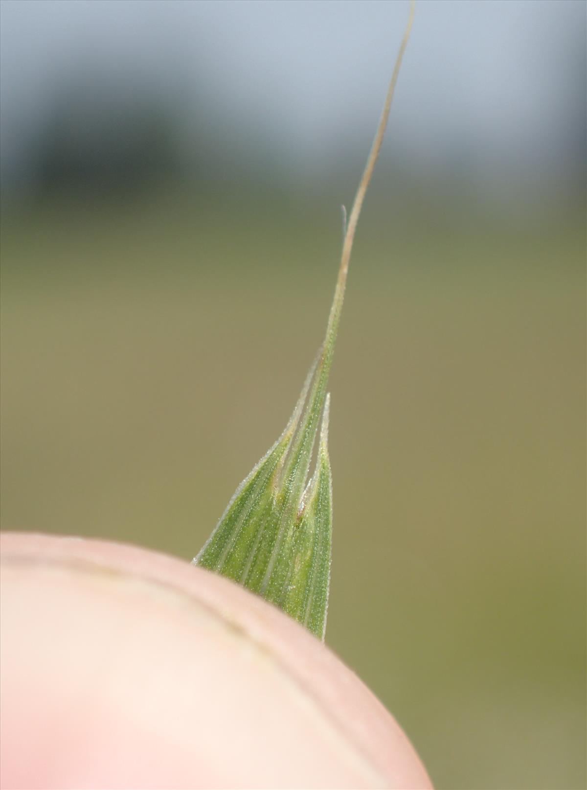 Bromus bromoideus (door Stef van Walsum)