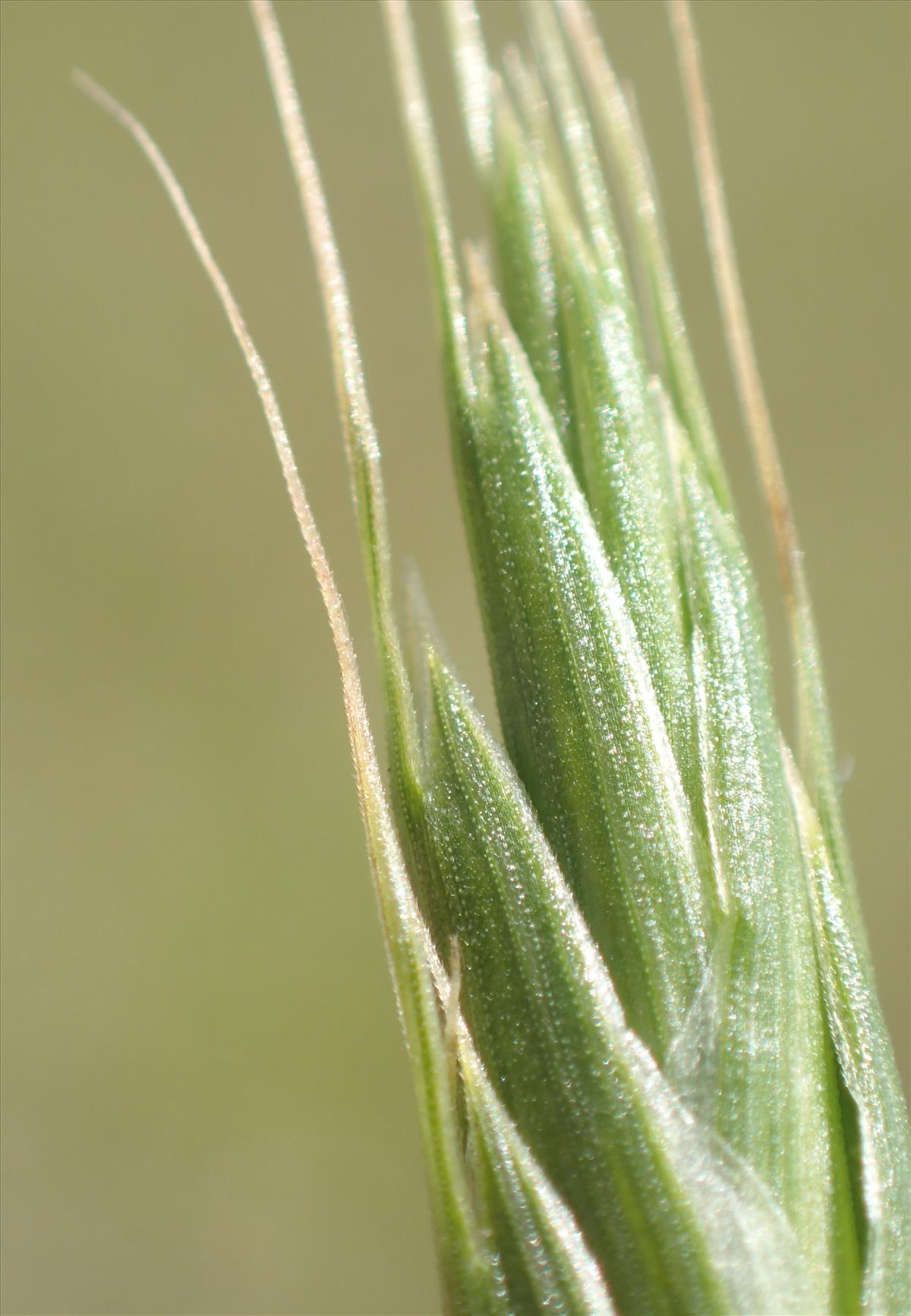 Bromus bromoideus (door Stef van Walsum)