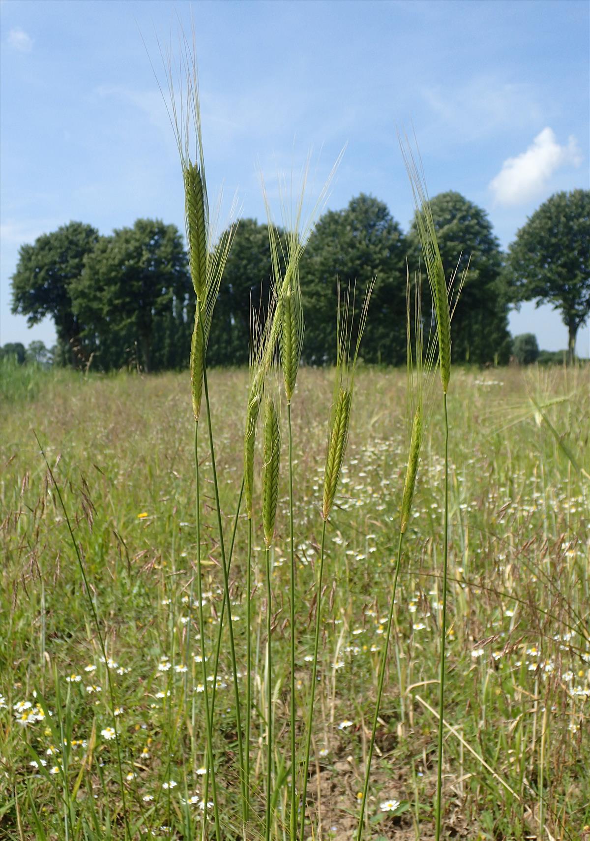 Triticum monococcum (door Stef van Walsum)