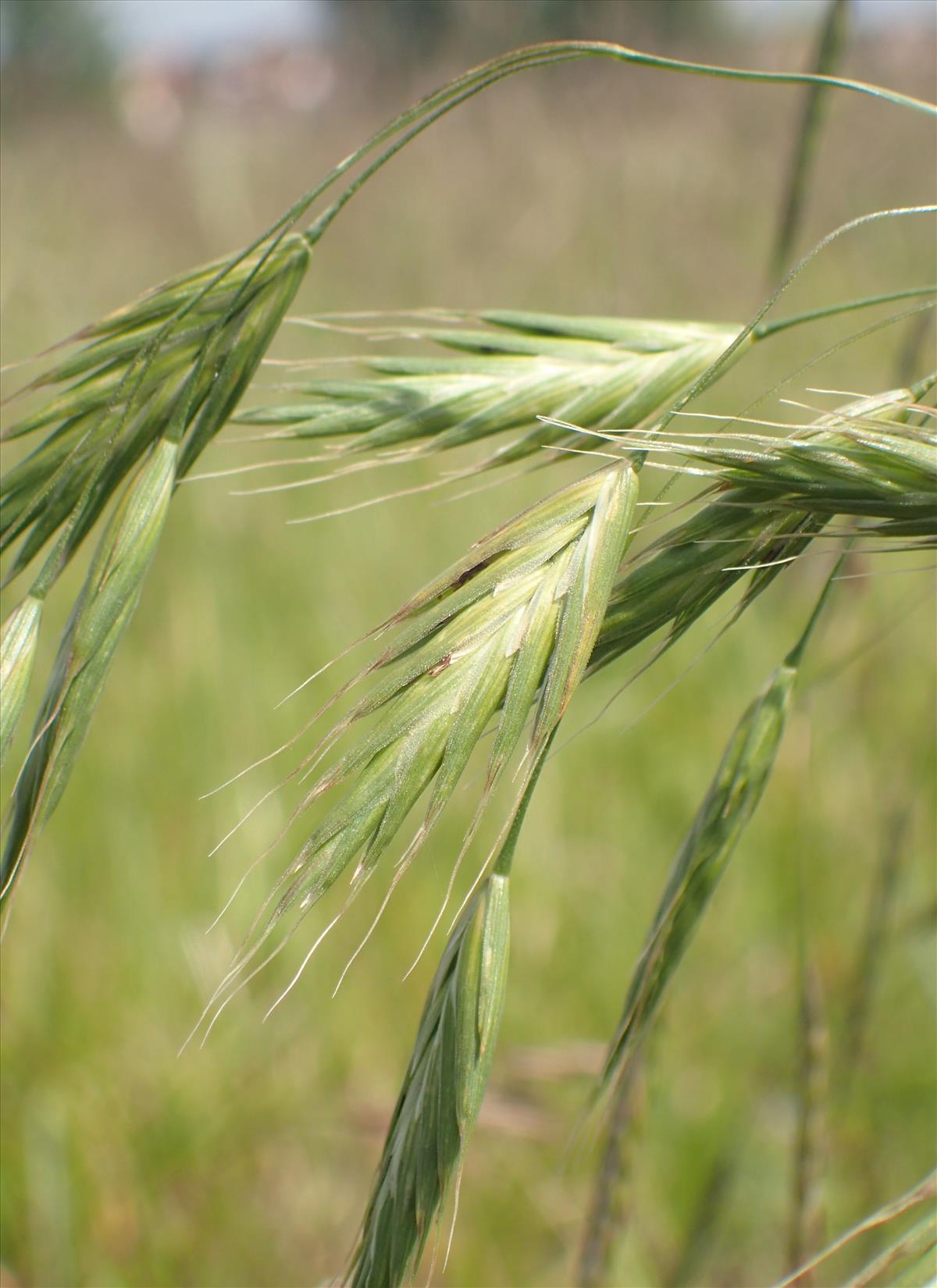 Bromus bromoideus (door Stef van Walsum)