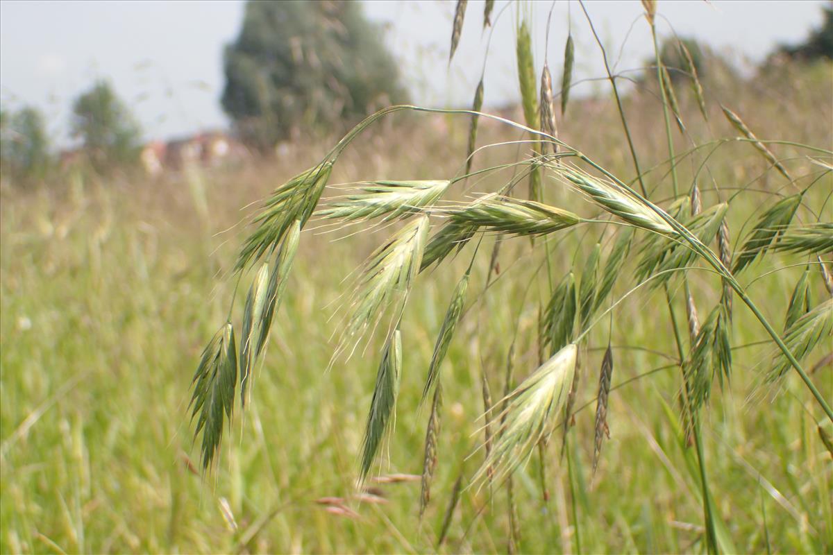 Bromus bromoideus (door Stef van Walsum)