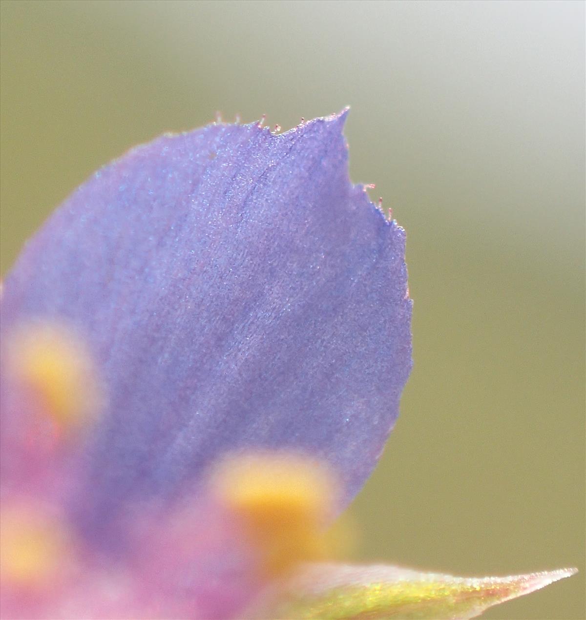 Anagallis arvensis subsp. foemina (door Stef van Walsum)