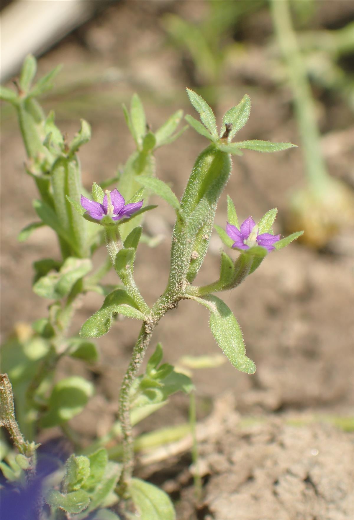 Legousia hybrida (door Stef van Walsum)