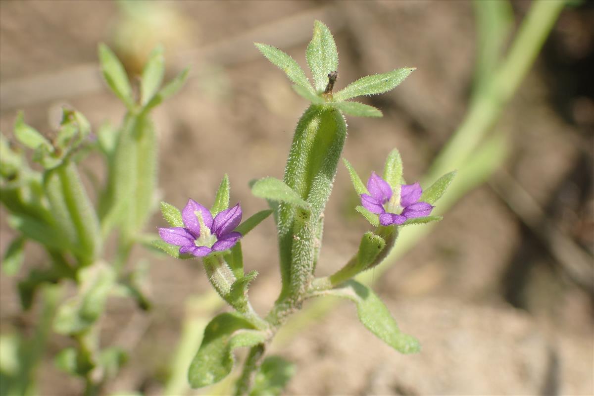 Legousia hybrida (door Stef van Walsum)