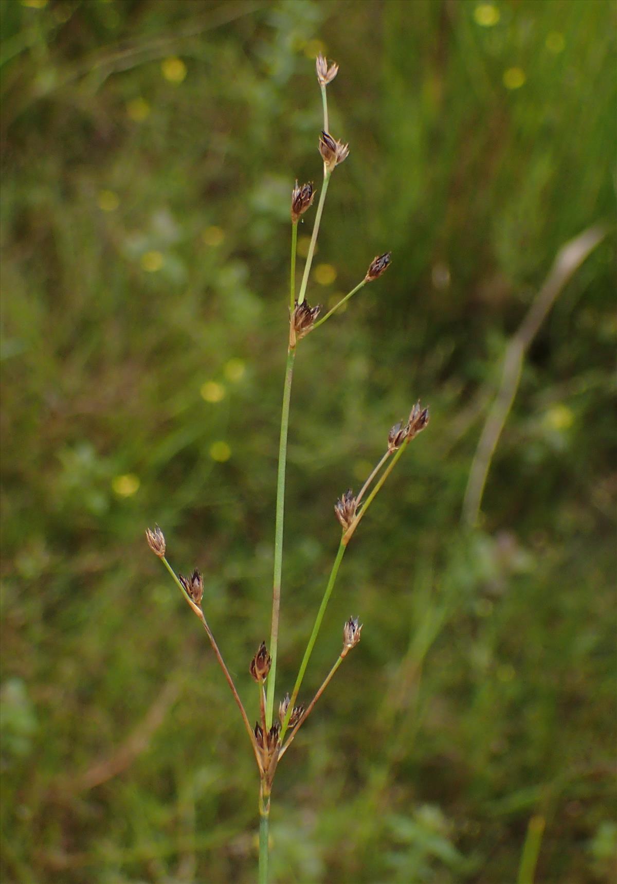 Juncus x surrejanus (door Stef van Walsum)