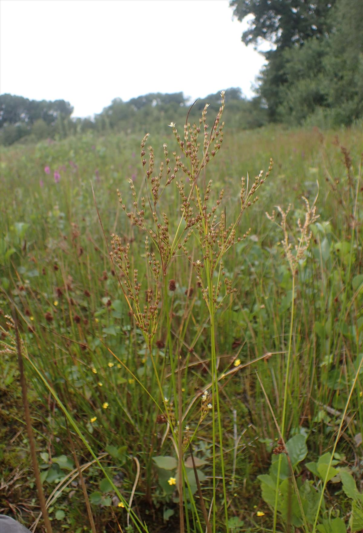 Juncus anthelatus (door Stef van Walsum)