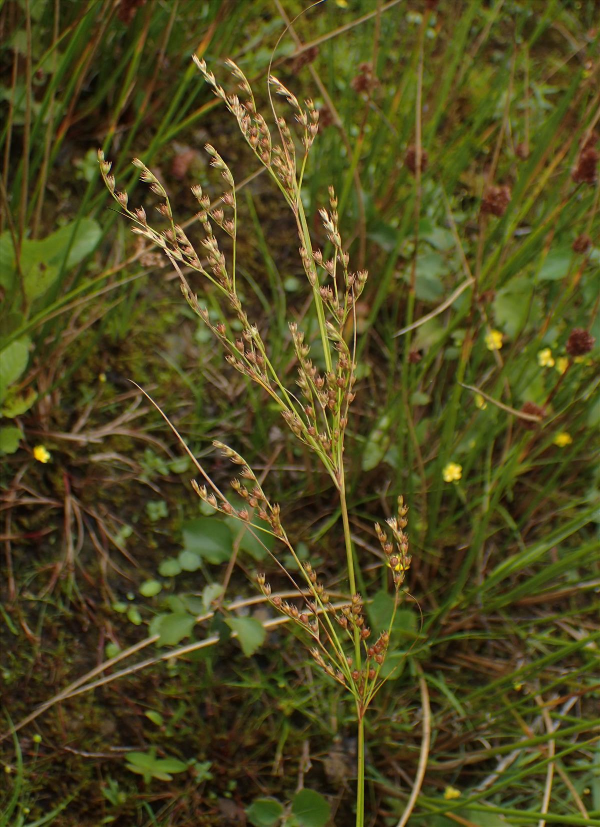 Juncus anthelatus (door Stef van Walsum)