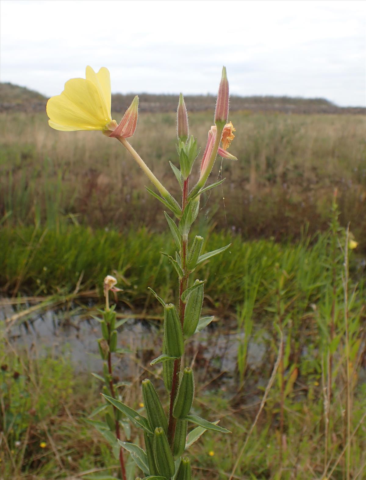 Oenothera ersteinensis (door Stef van Walsum)