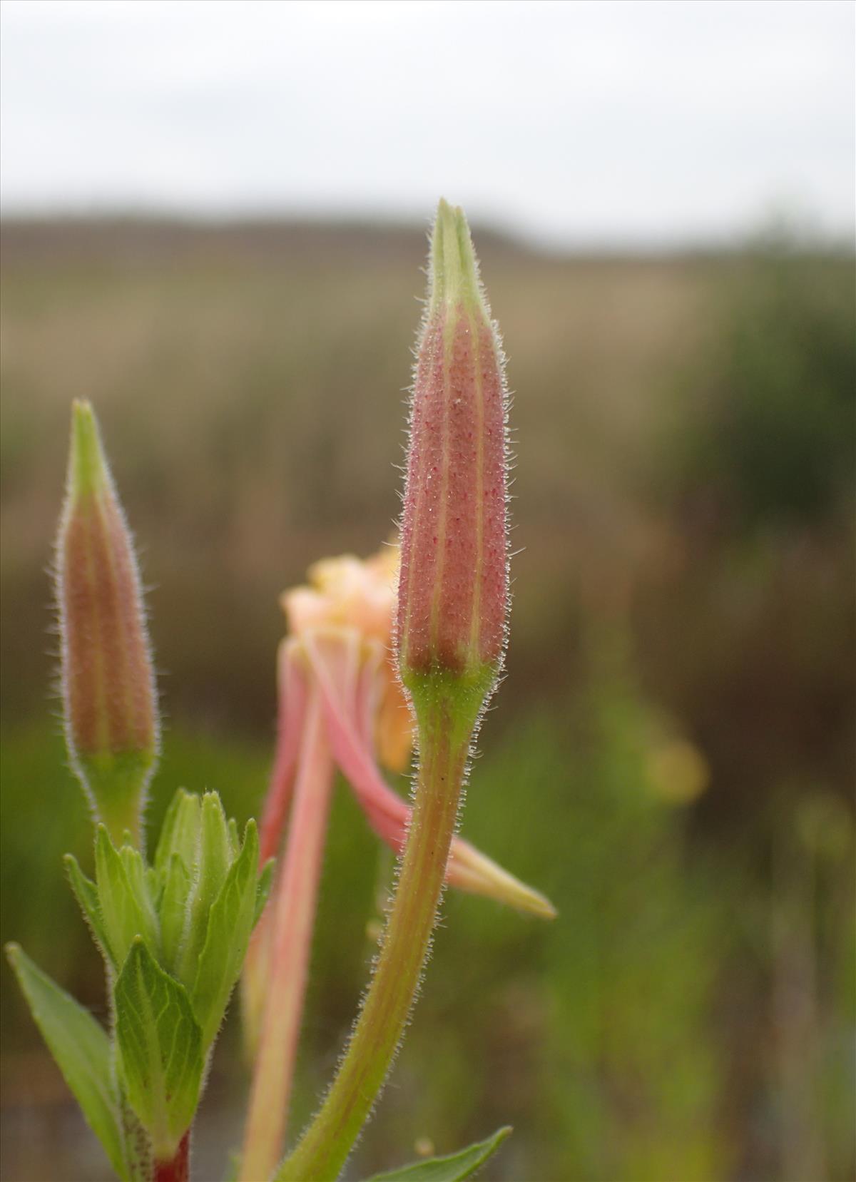 Oenothera ersteinensis (door Stef van Walsum)