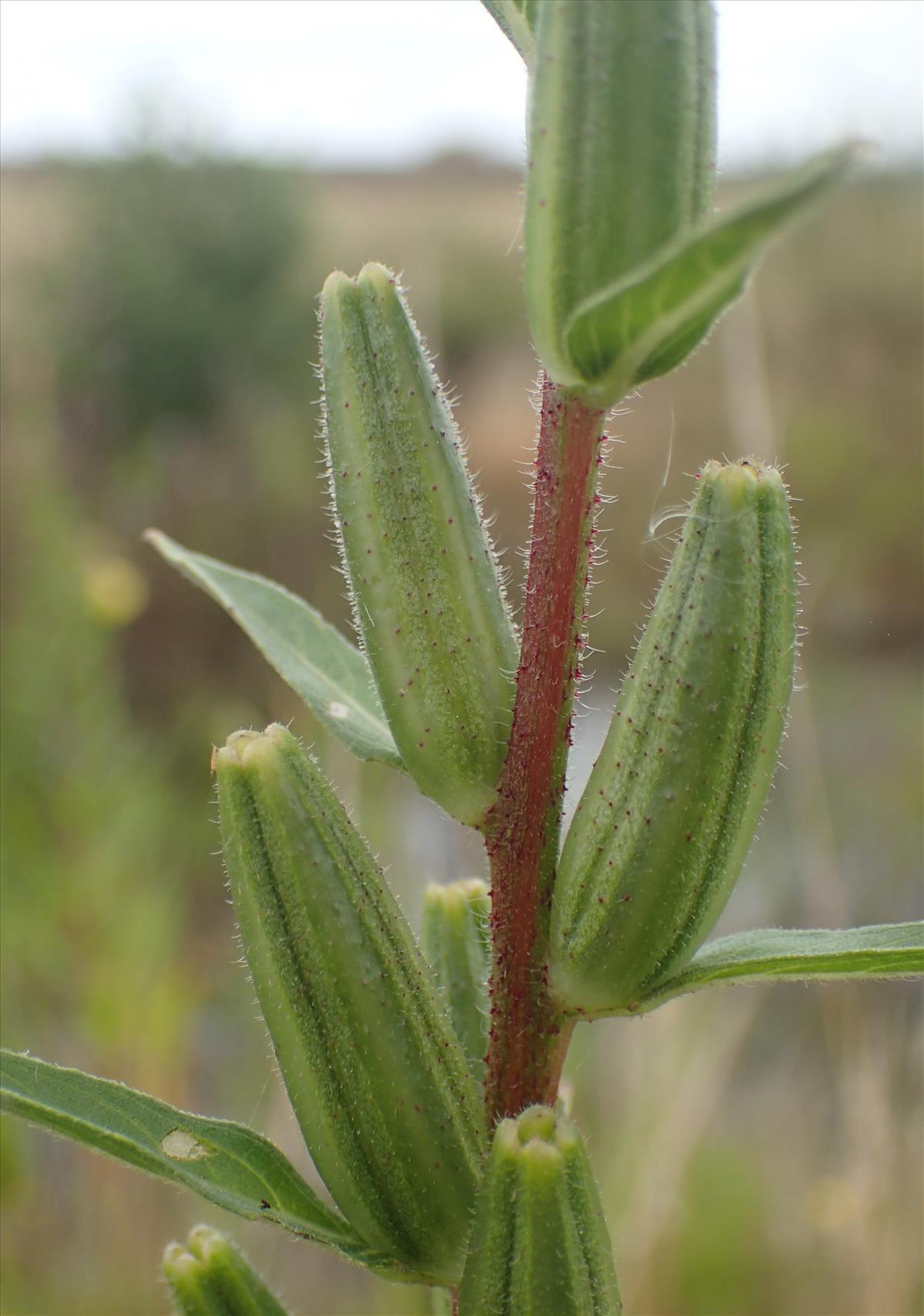 Oenothera ersteinensis (door Stef van Walsum)