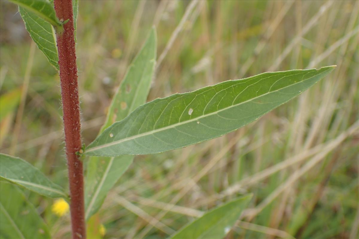 Oenothera ersteinensis (door Stef van Walsum)