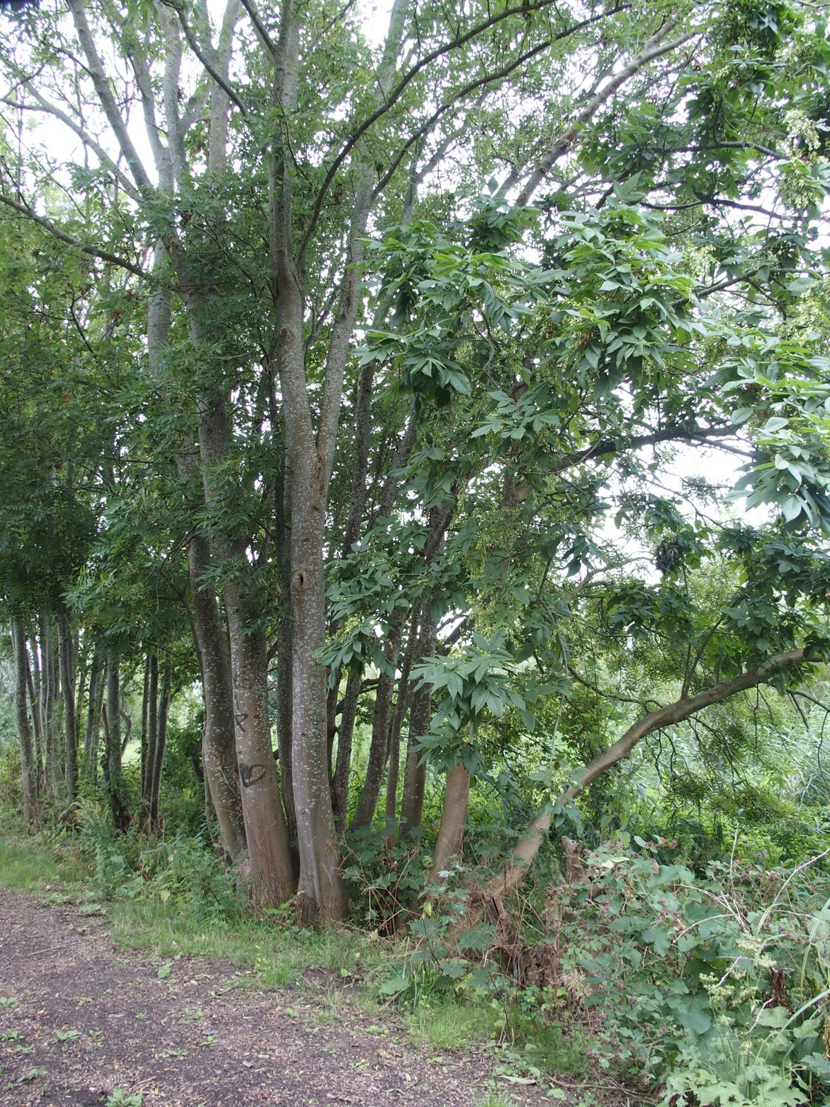 Fraxinus pennsylvanica (door Willemien Troelstra)