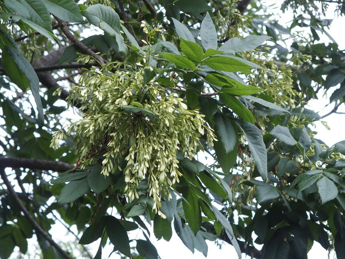 Fraxinus pennsylvanica (door Willemien Troelstra)