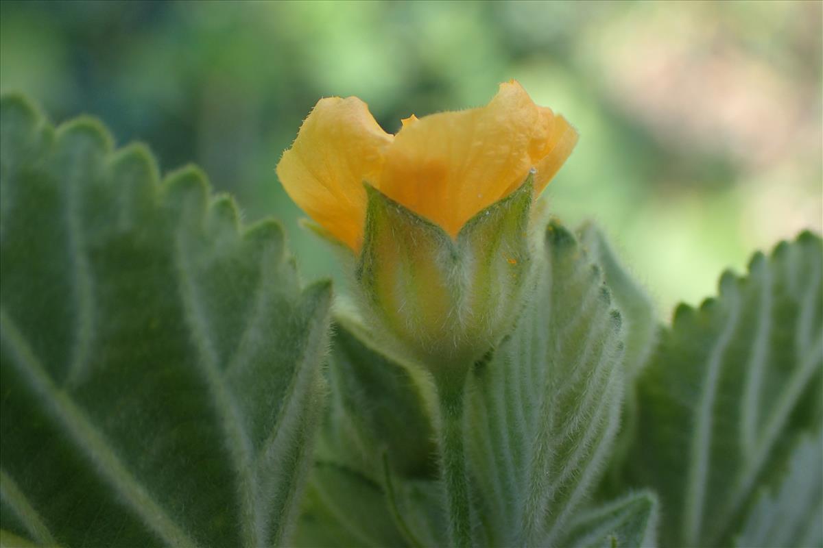 Sida cordifolia (door Sipke Gonggrijp)