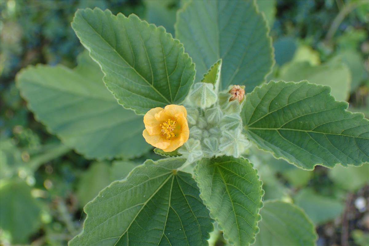 Sida cordifolia (door Sipke Gonggrijp)