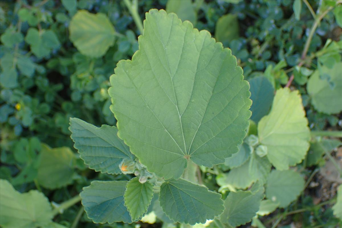 Sida cordifolia (door Sipke Gonggrijp)